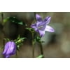 Bluebell Plant Summer Flower Blue Wild Flower- 12 Inch By 18 Inch Laminated Poster With Bright Colors And Vivid Imagery-Fits Perfectly In Many Attractive Frames