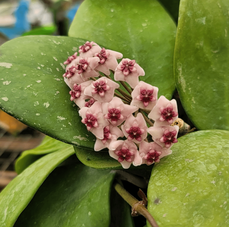 Hoya Obovata Live Rare Houseplants, Fully Rooted Plants Live Houseplants in 4 Inch Tall, Indoor Plants for Home Decor, Live Indoor Plants