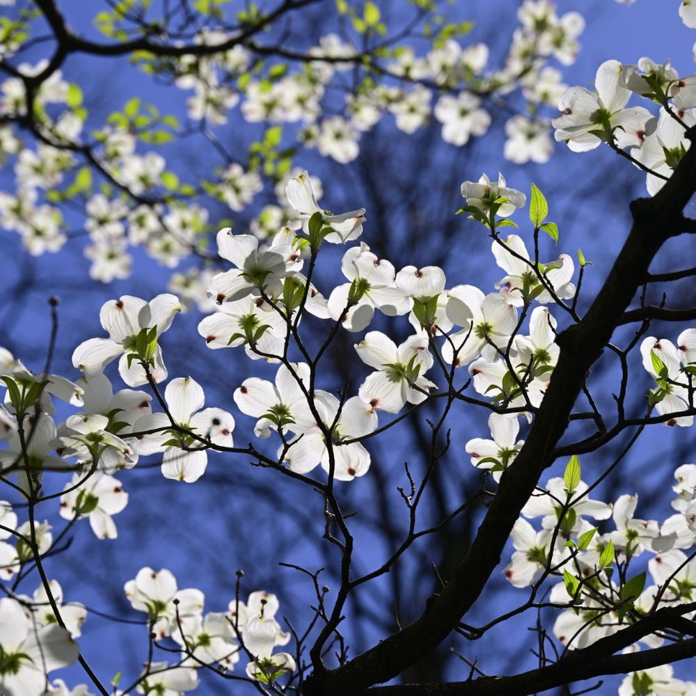 Expert Gardener 3-4' Constellation Dogwood Tree in 7 gal. Grower Pot