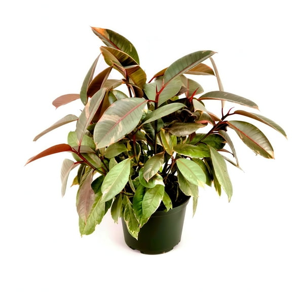 6 in. Ficus R. Ruby Plant in Grower Container