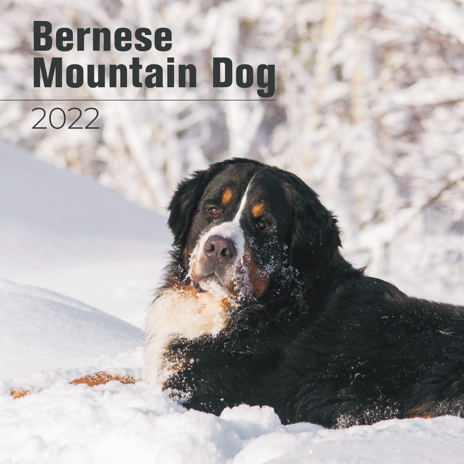 Bernese Mountain Dog Beer Retro Pets Refrigerator Magnet Berner's Best Ale 