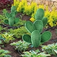 thumbnail image 4 of PRETXORVE Cactus Green Plant Courtyard Garden Outdoor Decoration in, 4 of 7