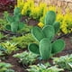 thumbnail image 4 of Plantas verde cactus para decoración exterior en jardines de patio - Suculentas artificiales realistas en pack de 2, 4 of 7