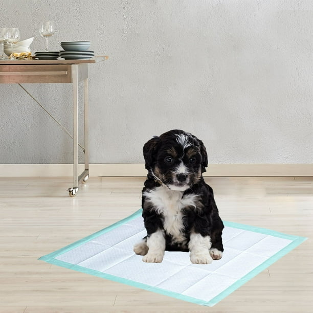 Grass Dog Eating Pee Pad Artificial Grass Dog Ate Pee Pad My Dog