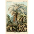 thumbnail image 2 of Haeckel, Ernst 13x18 Black Ornate Wood Framed with Double Matting Museum Art Print Titled - Haeckel Nature Illustrations: Ferns, 2 of 4
