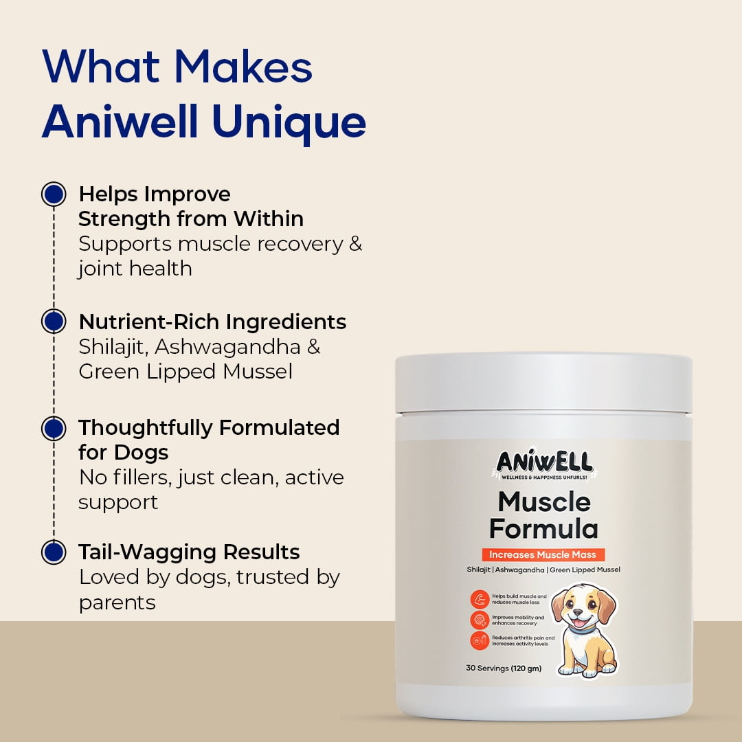 Aniwell Muscle Formula for Dogs: with Shilajit Ashwagandha and Green Lipped Mussel | Glucosamine Chondroitin Hip and Joint Support | Muscle Strength and Mobility