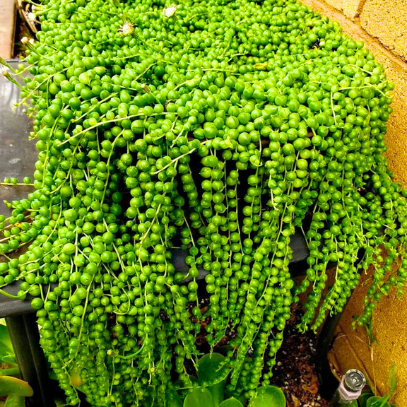 String of Pearls Plant Live in 2'' Pot, String of Pearls Plants, Live Trailing Succulent Plants, Indoor Houseplant