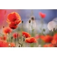 thumbnail image 2 of Raimond, Roeselien 24x17 Black Ornate Wood Framed with Double Matting Museum Art Print Titled - Poppy Delight, 2 of 4