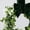 Green, variant on Khaki Bow Mini Boxwood Wreaths, Faux Greenery Cabinet Door Decorations for Kitchen, Window, Shelf, Wall, Porch and Neutral Farmhouse Home Decor