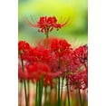 thumbnail image 2 of 6 Heirloom Red Spider Lily (Lycoris Radiata) Bulbs, Fall Blooming Perennial - Ships from Iowa, USA, 2 of 2