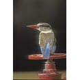 thumbnail image 2 of Williams, Joanne 23x32 White Modern Wood Framed Museum Art Print Titled - Kenya Brown-headed kingfisher on a valve wheel, 2 of 4