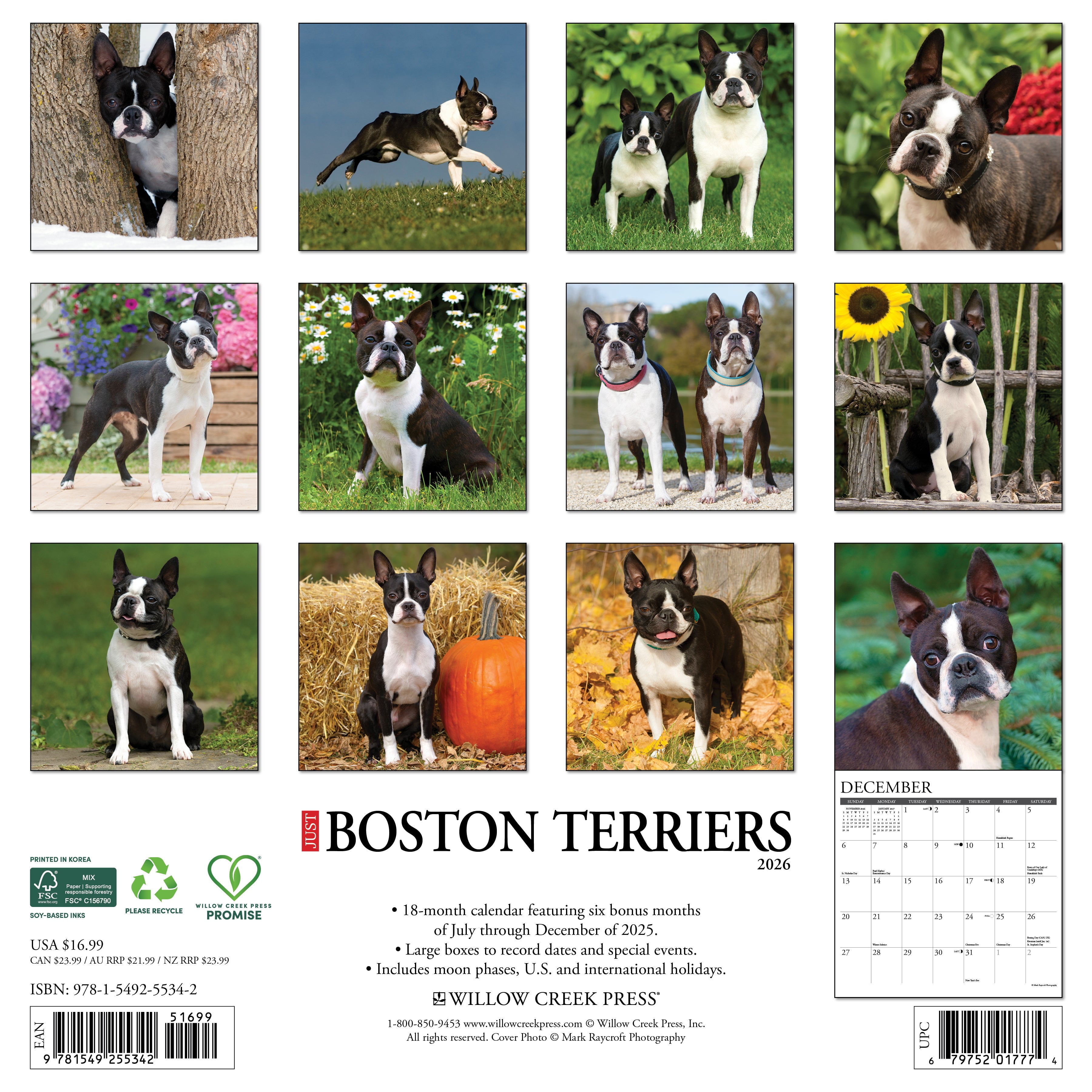 Boston Terriers 2026 Wall Calendar, (Paperback)