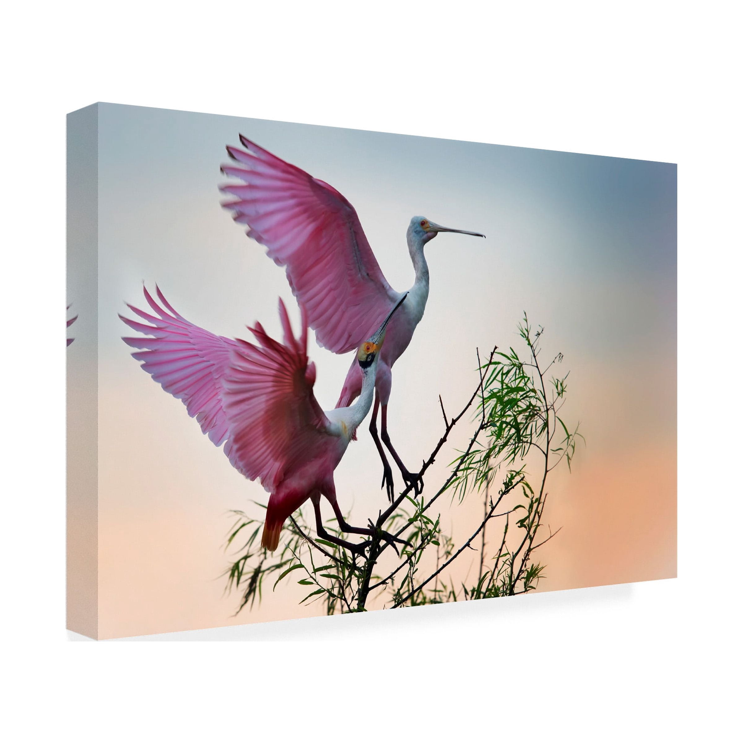 Phillip Chang 'Two Roseate Spoonbills' Canvas Art