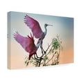 thumbnail image 4 of Phillip Chang 'Two Roseate Spoonbills' Canvas Art, 4 of 4