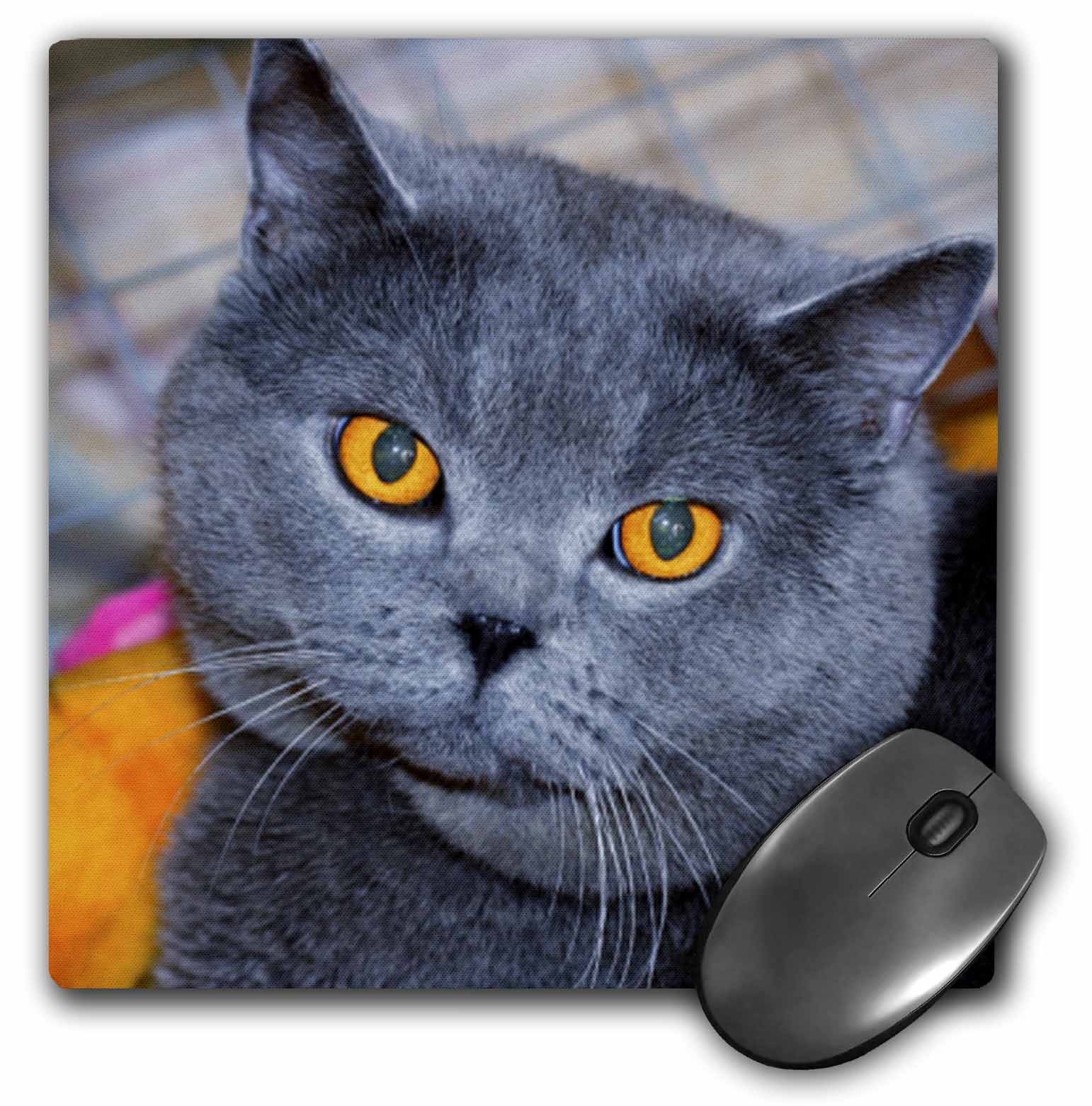 3dRose British Short Hair cat, Mouse Pad, 8 by 8 inches
