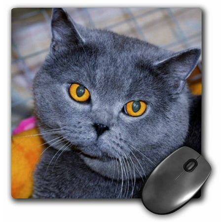 3dRose British Short Hair cat, Mouse Pad, 8 by 8