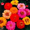 thumbnail image 2 of Ferry-Morse Online Edition Zinnia Lilliput Mixed Colors Seed Multipack - 7 Pack, 2 of 5