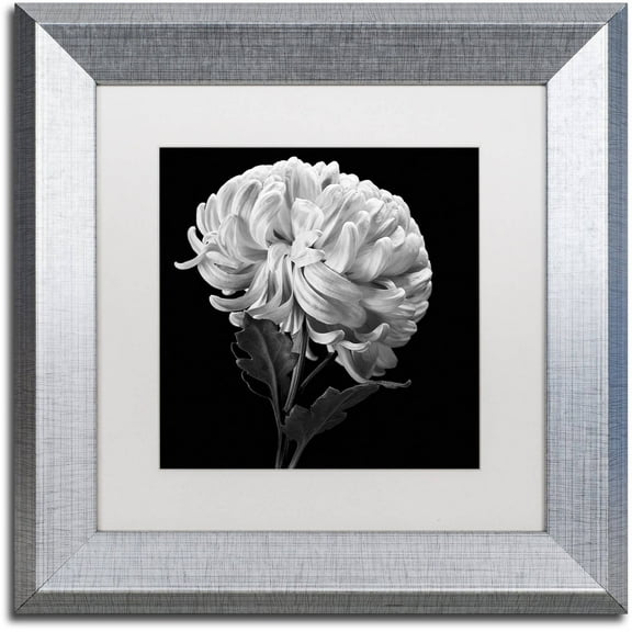 Trademark Fine Art "Mum II" Canvas Art by Michael Harrison White Matte, Silver Frame