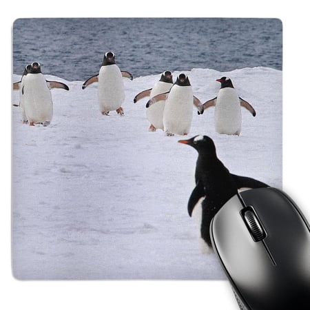 3dRose  Gentoo Penguin   MousePad price history on PriceWatchPro