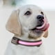 thumbnail image 1 of pstuiky Collar luminoso para mascotas con correa, carga USB y solar. Collar luminoso de doble función para perros con tracción., 1 of 2
