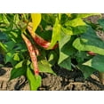 thumbnail image 3 of Taylor Dwarf Horticulture Bean Seeds, 50 Heirloom Seeds Per Packet, Non GMO Seeds, 3 of 6