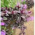 thumbnail image 2 of paperhome Wandering Jew - Tradescantia Zebrina - Inch P.Lant 9 Pcs C.uttings Silver Purple Burgundy, 2 of 5