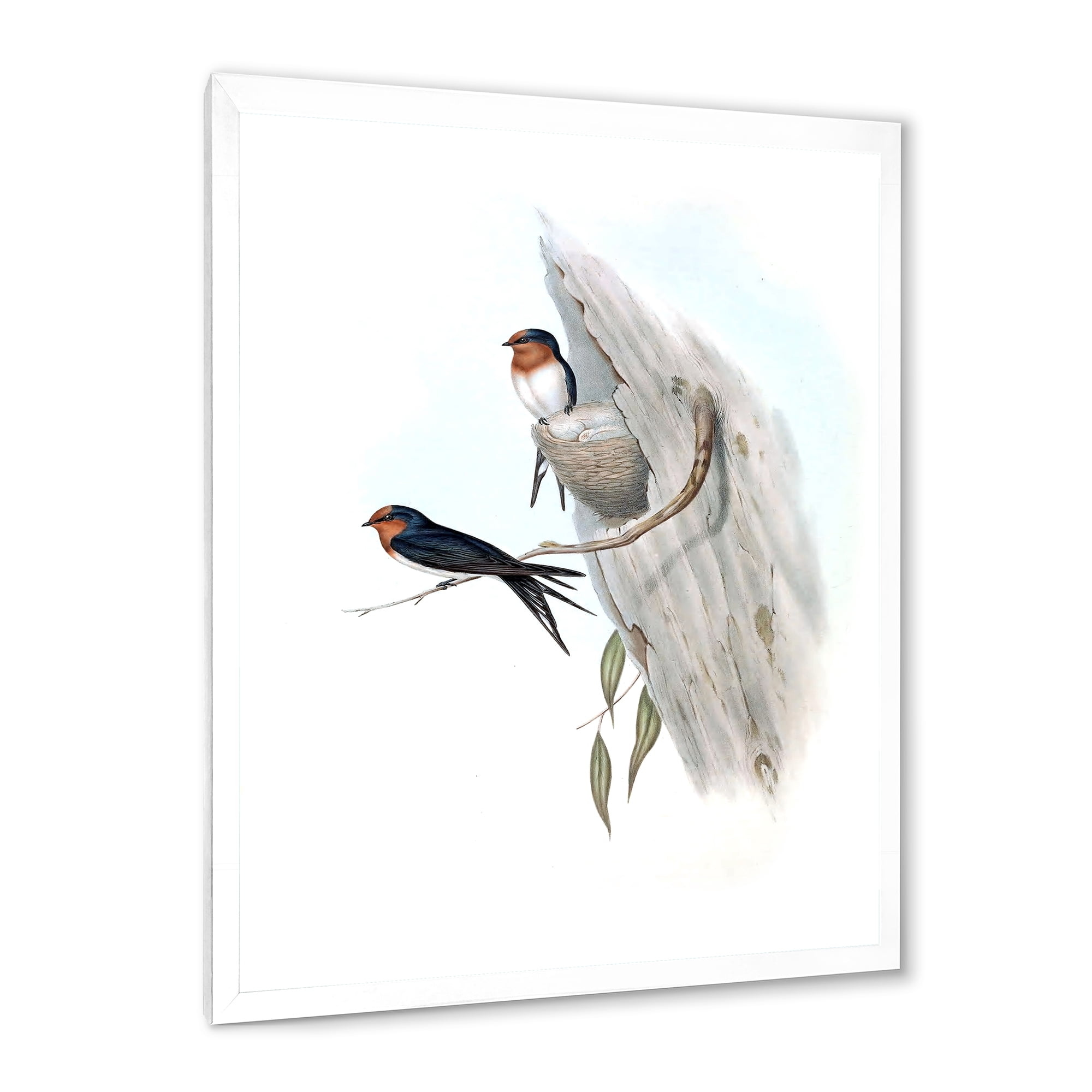 Designart 'Ancient Australian Bird Illustrations II' Traditional Framed Art Print