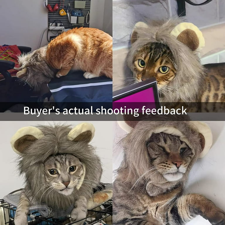 Cat In Lion Costume Meme Authorized Dealers www.meesenburg.kz