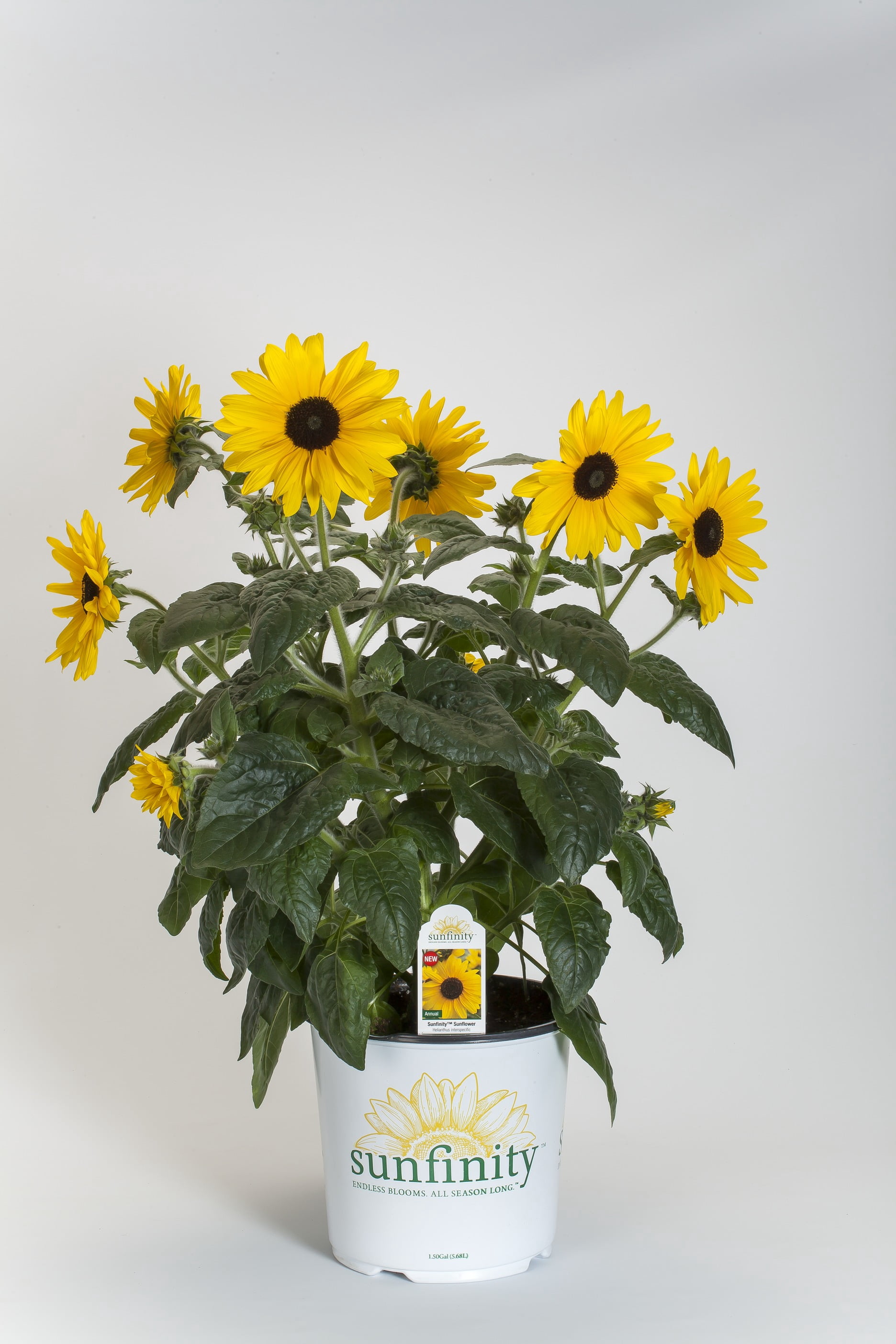 2.5 Quart Sunflower Sunfinity Live Annual Plant with Full Sunlight- 1 Piece