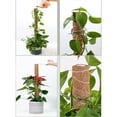 thumbnail image 5 of Poste de musgo absorbente de agua y transpirable de materiales de primera calidad para plantas, 2 piezas, instalación fácil y rápida, raíces aéreas de fibra de coco, adecuado para plantas de interior, 5 of 5
