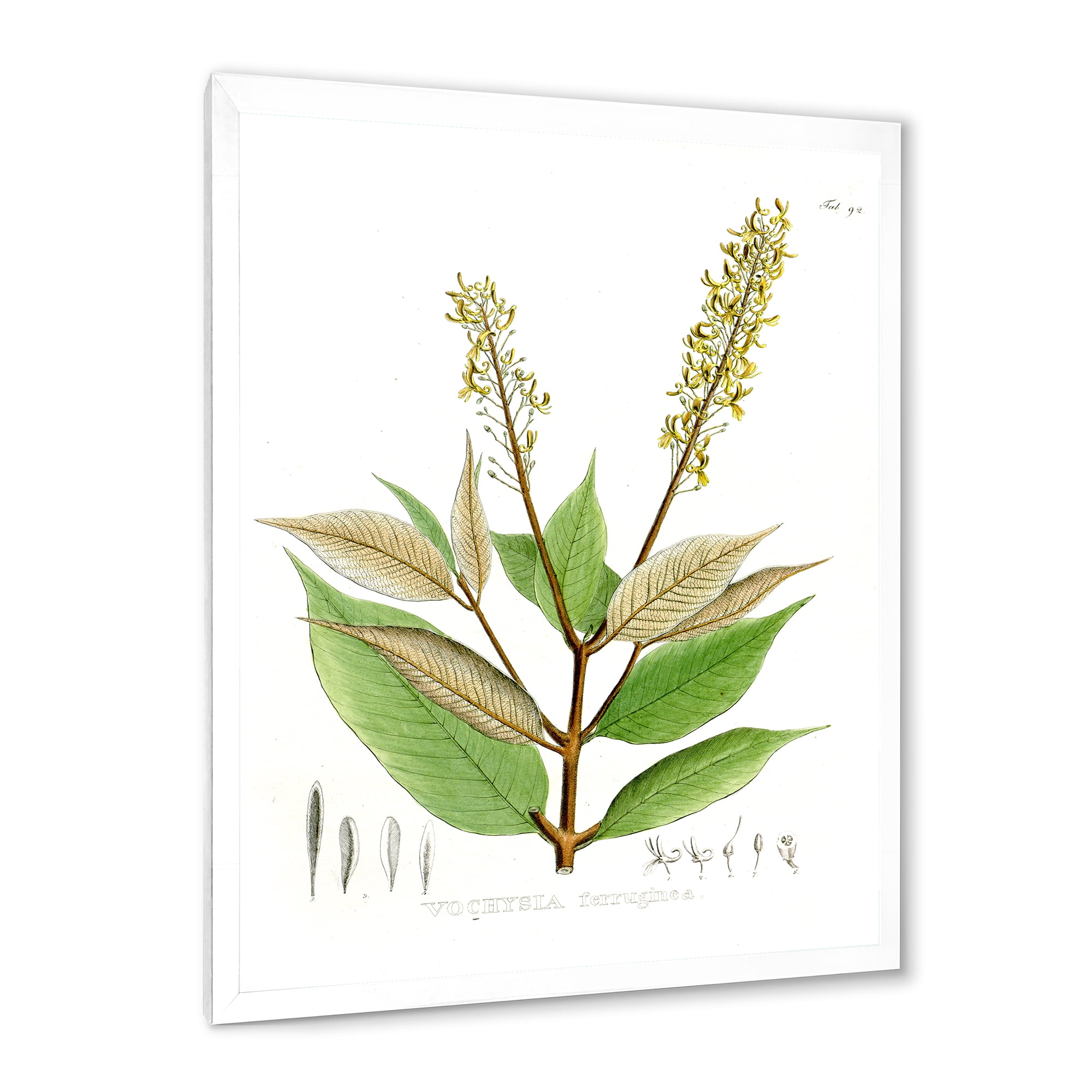 Designart 'Ancient Brazilian Plant V' Traditional Framed Art Print
