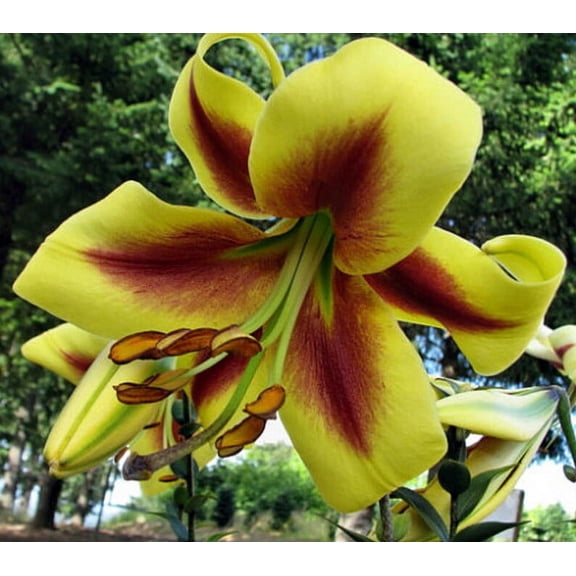 5 Robert Swanson Hybrid Lily Bulbs