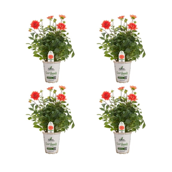 Proven Winners 4" Orange Dalina Grande Emilio Dahlia Live Plant in 4.25" Pot (4 Count)