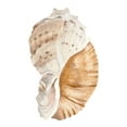 thumbnail image 2 of Warren, Annie 24x32 White Modern Wood Framed Museum Art Print Titled - Seashell I, 2 of 4