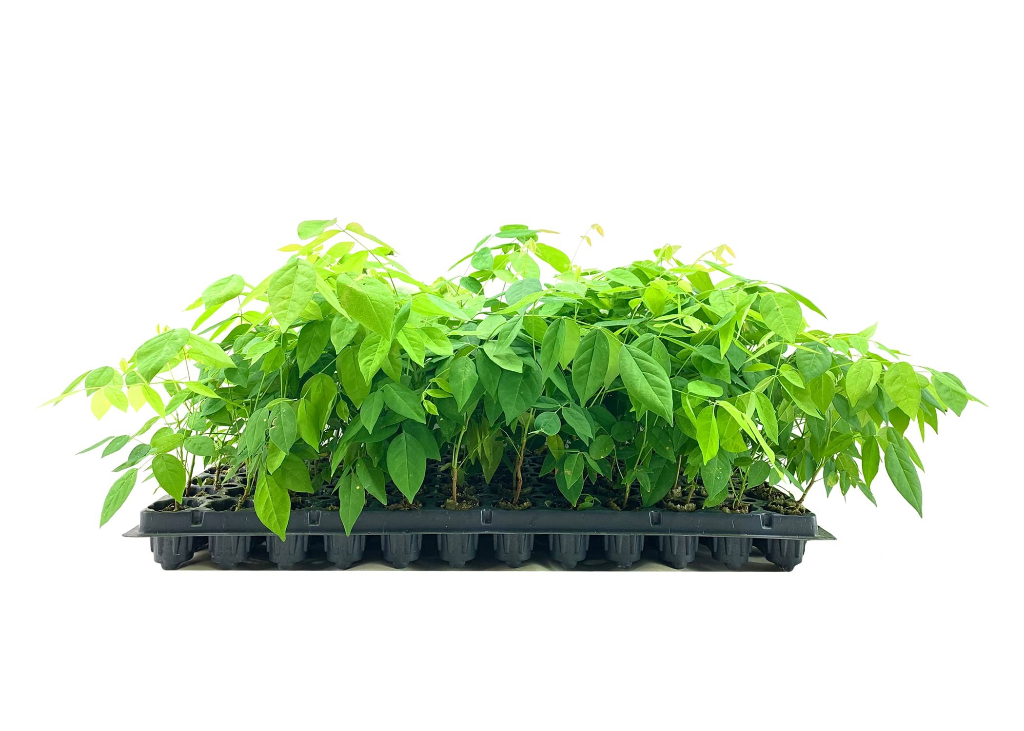 Amethyst Falls Wisteria Frutescens Vine  3 Live Plants  Beautiful Drought Tolerant Fragrant Purple Flowering Vine