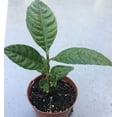 thumbnail image 2 of Golden Loquat Tree Plant 6 to 9 Inch Tall in 4 Inch Pot Sweet Loquat Plant Potted Sweet Yellow Loquat Plant Live Tropical Fruit Tree Outdoor Garden, 2 of 5
