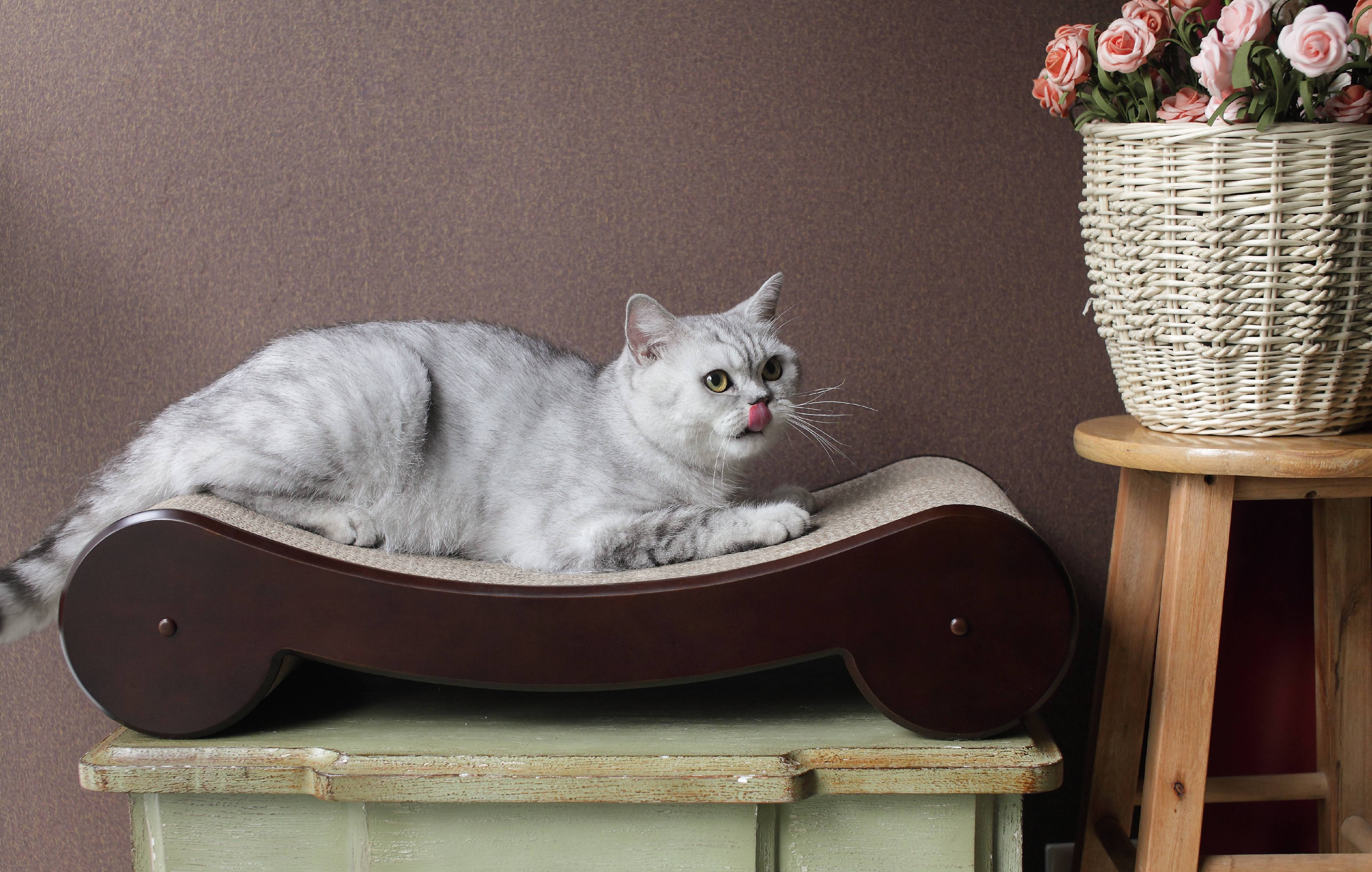 Cat Scratcher Bed