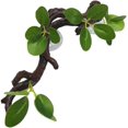 thumbnail image 5 of Rama trepadora de reptiles, ventosa para plantas, decoración de acuarios, árbol de Reptiles de plantas acuáticas para decoración de árboles trepadores, 5 of 5