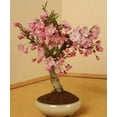 thumbnail image 2 of Japanese Flowering Cherry Blossom Bonsai Seeds, Sakura Bonsai Seeds - Fresh Exotic Rare Bonsai Seeds - (10 Seeds), 2 of 4
