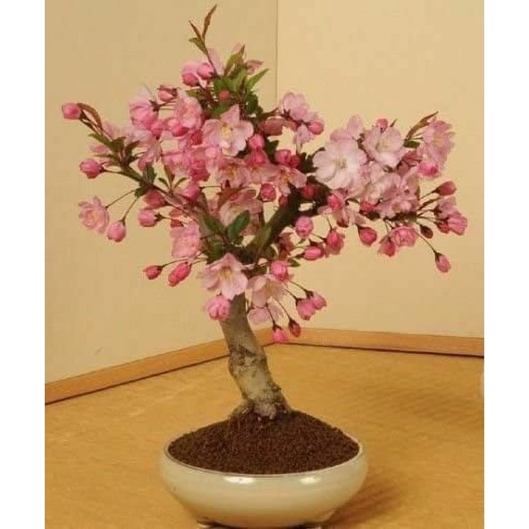 Japanese Flowering Cherry Blossom Bonsai Seeds, Sakura Bonsai Seeds - Fresh Exotic Rare Bonsai Seeds - (10 Seeds)