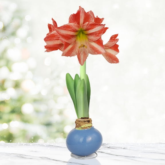 Rainy Day Waxed Amaryllis Flower Bulb with Stand, Grow Real Blooming Indoor Spring Flowers, No Water Needed