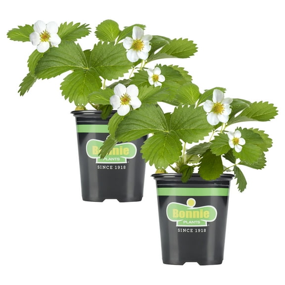 Bonnie Plants Strawberry, Live Plant, 19.3 oz. (2-Pack)