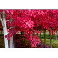thumbnail image 2 of Duval, Richard 32x23 White Modern Wood Framed Museum Art Print Titled - Oregon-Forest Grove A grove of trees in full autumn red, 2 of 4
