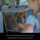 thumbnail image 2 of Funda para asiento de perro iBuddy Hamaca impermeable para SUV/camioneta, 2 of 6
