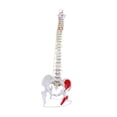 thumbnail image 3 of Modelo de vertebral Humana Baoblaze esqueleto Detallado Educativo Estilo C, 3 of 8