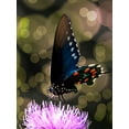 thumbnail image 2 of Mansfield, Kathy 25x32 White Modern Wood Framed Museum Art Print Titled - Butterfly Bokeh I, 2 of 4