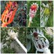 thumbnail image 3 of Plastic Fruit Picker Harvesting Picker Head Fruit Picking Basket Fruit Catcher, 3 of 5