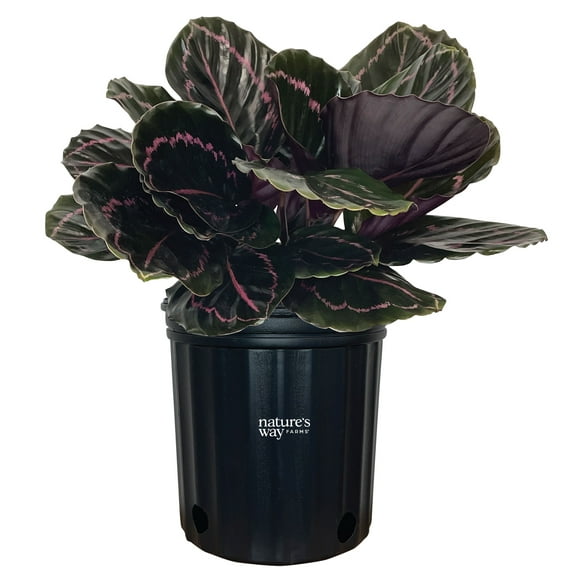Nature's Way Farms Calathea Roseo Picta Indoor Live Houseplant (25-30 in. Tall) in Grower Pot