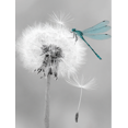thumbnail image 1 of Dragonfly on Dandelion Canvas Wall Art 15.75x11.81 Inches, 1 of 8