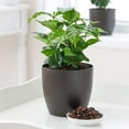 thumbnail image 2 of American Plant Exchange Arabica Coffee Plant, 6-Inch Pot, Live Fruiting Houseplant, Deep Green Foliage, 2 of 6